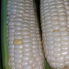 【ホワイトとうもろこし】食べ比べ10本セット