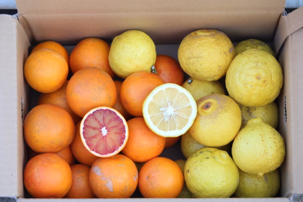 紅白食べ比べ4ｋｇｾｯﾄ！！　「ブラッド」　「はるか」　各2ｋｇ