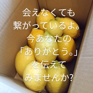 ㊗積善ファーム1周年企画　農薬不使用レモン1.5キロ(権利購入者様からの贈り物)