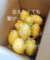 ㊗積善ファーム1周年企画　農薬不使用レモン1.5キロ(権利購入者様からの贈り物)