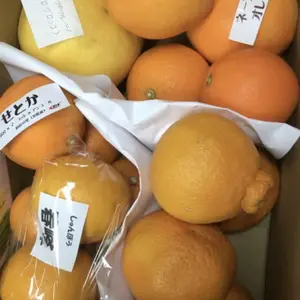 春柑橘彩（あや）セット　（春の柑橘セット　予約商品）