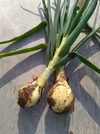 新玉ねぎ　　肥料農薬不使用、固定種