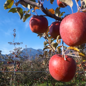 信州あづみ野から　お買い得「サンふじ」（1２月～）