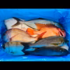 鮮魚セット 約4kg〜8kg