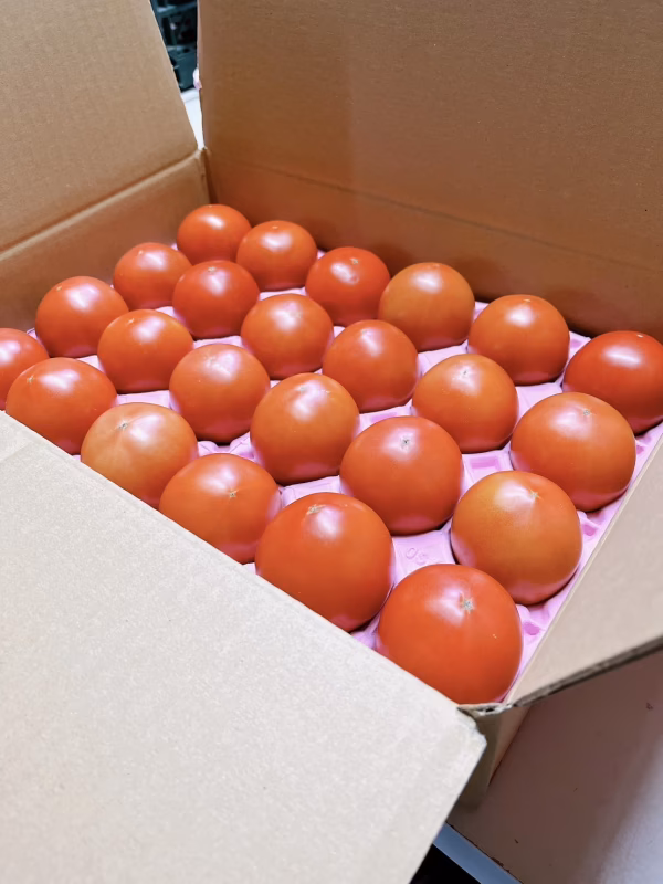 予約商品【プレミアムトマト”まいひめ物語”　２㎏家庭用】糖度8.5度以上