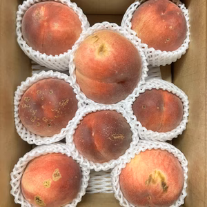 白桃　約2キロ6-10個位　訳あり規格外だけど甘くてうまい！