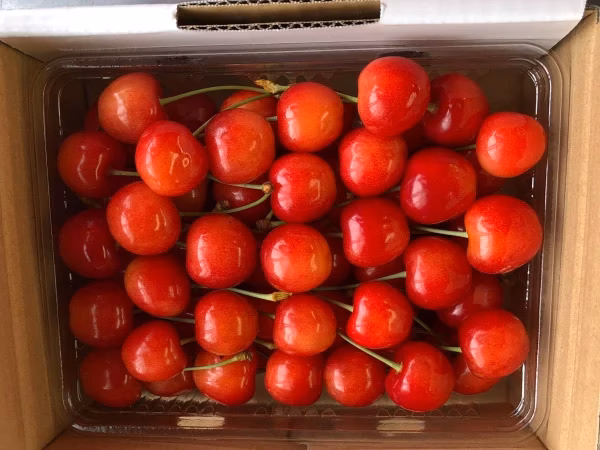 【父の日ギフト】減農薬★朝採り さくらんぼ 佐藤錦 山形県 500g〜 