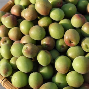 小梅で梅干や梅酒を作ってみませんか？ 1kg×２袋入から　無選別品