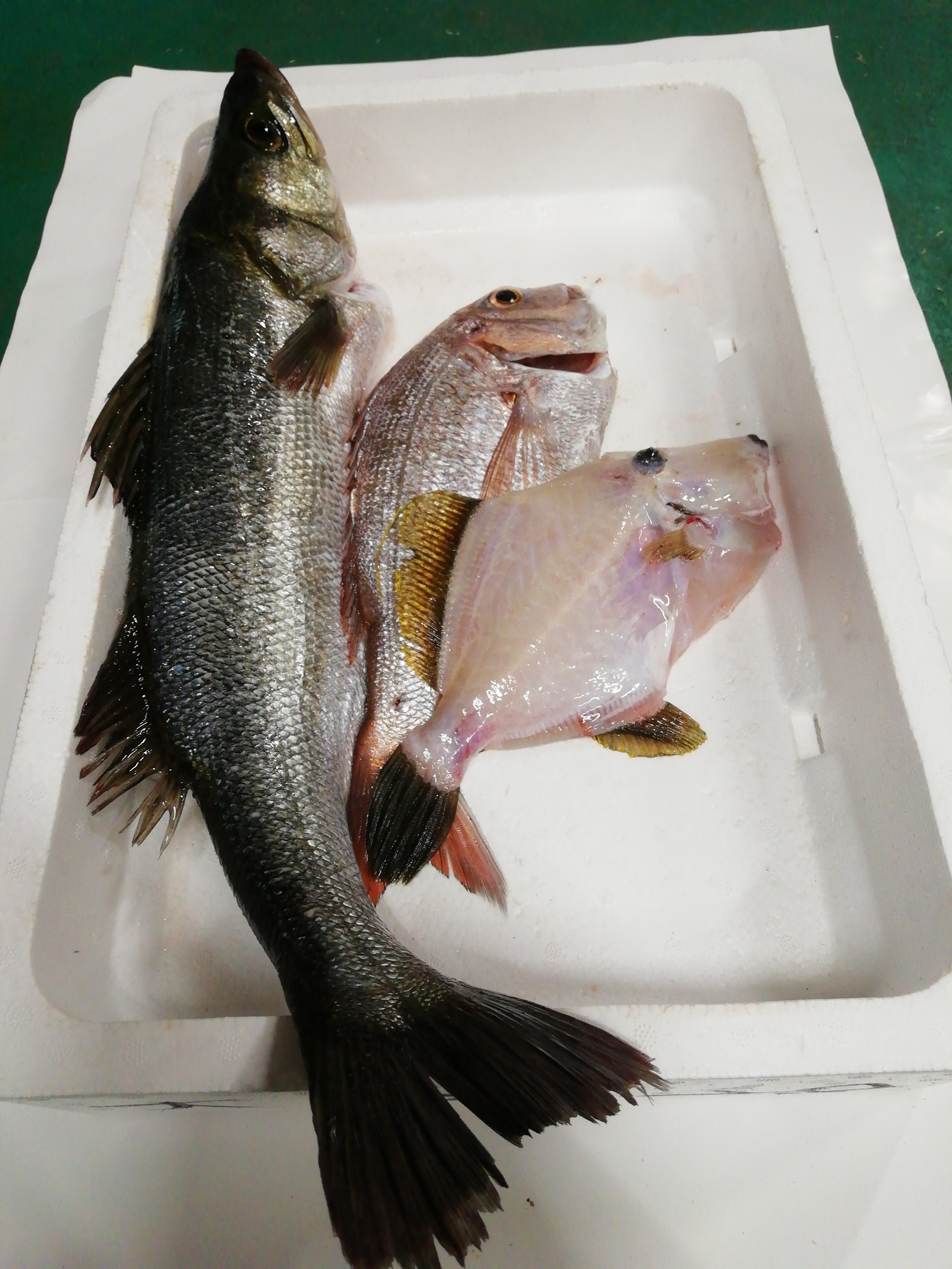 魚介類の産直通販・お取り寄せ商品｜ポケットマルシェ｜産地直送