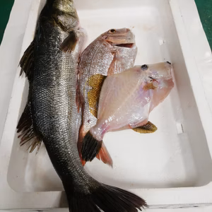 朝獲れ鮮魚❗美味しさ丸っとお届け❗