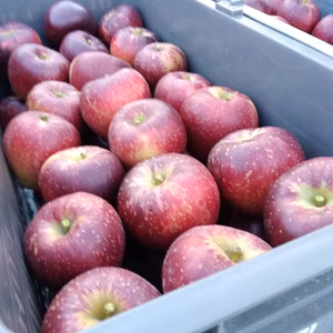 秋映  家庭用(訳あり) 【10/11頃～順次発送】