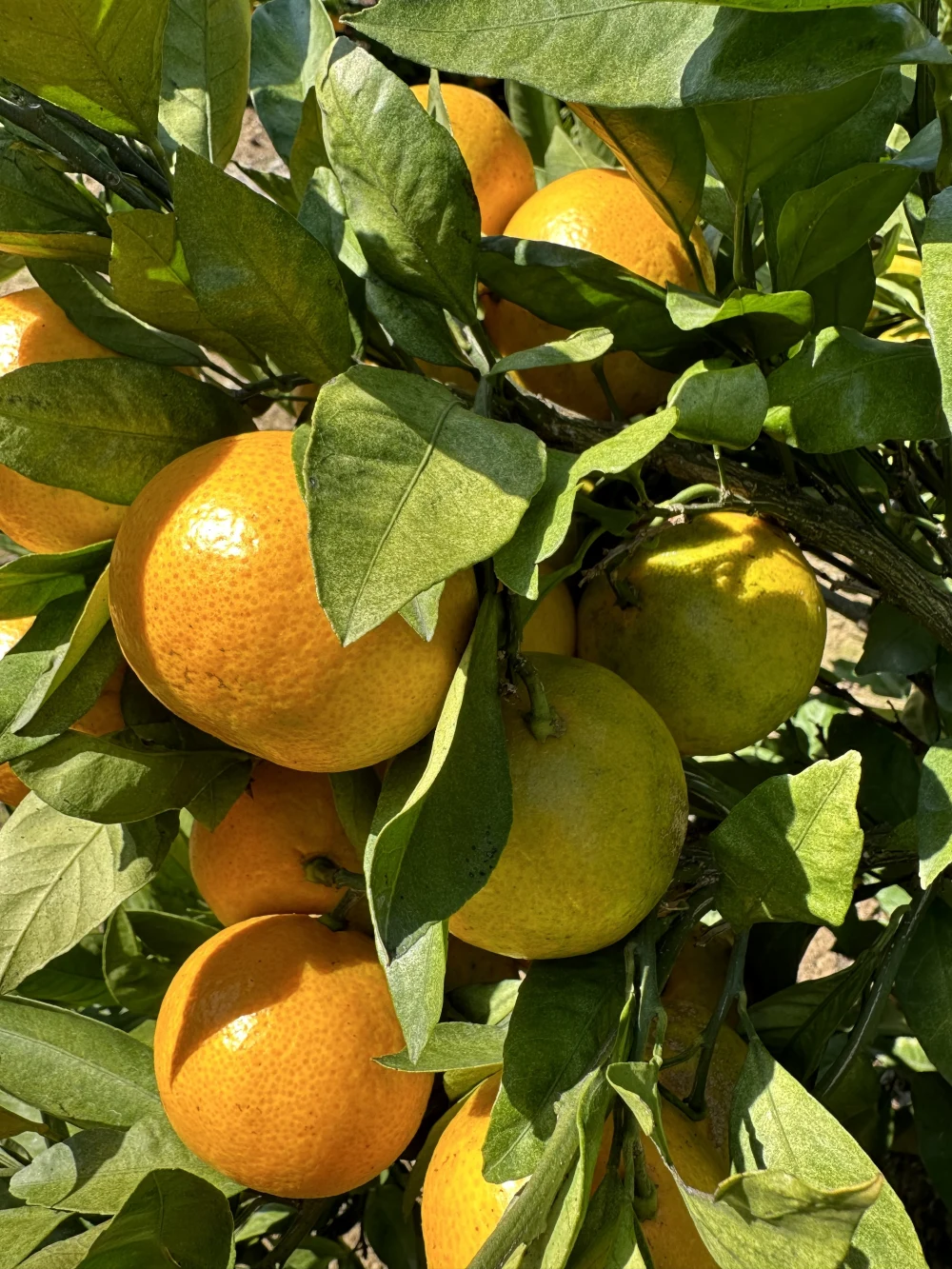 見た目最悪！でも中身は激美味みかん！そんなのいかがですか？　約5kg 蒲郡産