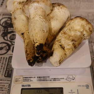 特価!◆ニセコ産◆白松茸(モミタケ)きのこ