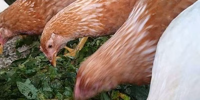 負うべきコストを負担せず、未来に先送りしているから、実現できる価格