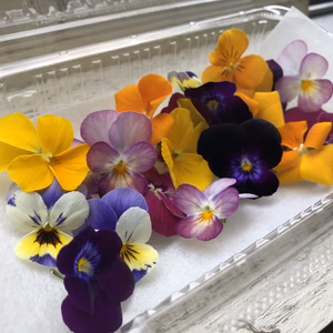 エディブルフラワー ビオラ 【色：ミックス】