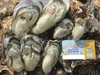 【ＳＯＳ】海からとったままの牡蠣★加熱用 宮城県産 殻付き 牡蠣 殻付き 牡蠣 