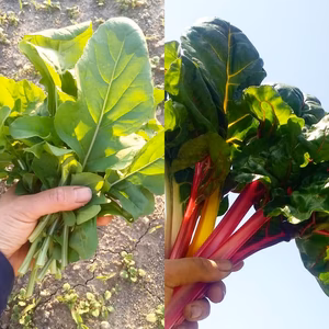 ４月のルッコラとスイスチャードのセット
