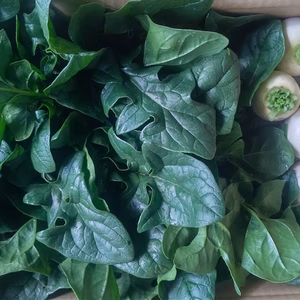 ほうれん草と訳あり白かぶの限定2セット 桜島の大自然 無農薬 有機肥料 除草剤不