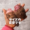 ホクホクねっとり『セレベス』【赤芽の里芋】