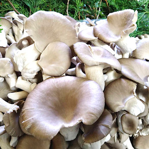 農家直送！ひらたけ1.2kg