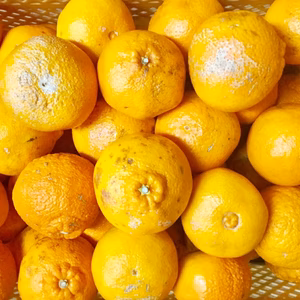 不知火 訳あり♪ 4.5kg