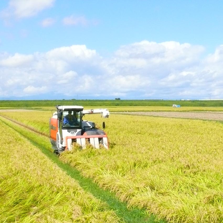 令和7年産 ひとめぼれ 玄米20kg（小分け有/無）宮城県登米市産｜玄米の