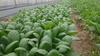 無農薬で栽培。緑野菜セット
