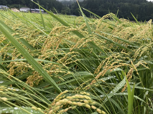 2024収穫期限定受付　秋のきらめき通常栽培　精米10kg