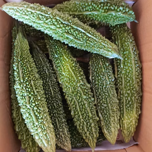 【収穫終盤10/中まで】信州産 有機栽培 えらぶゴーヤ（化学肥料・農薬不使用）