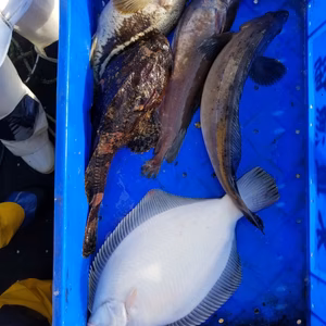 只今水揚げ❗活かして保存中❗船上活〆セット　5尾　