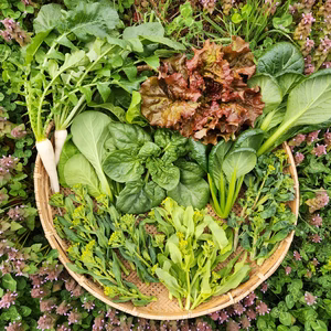 信州春野菜セット【10品目】