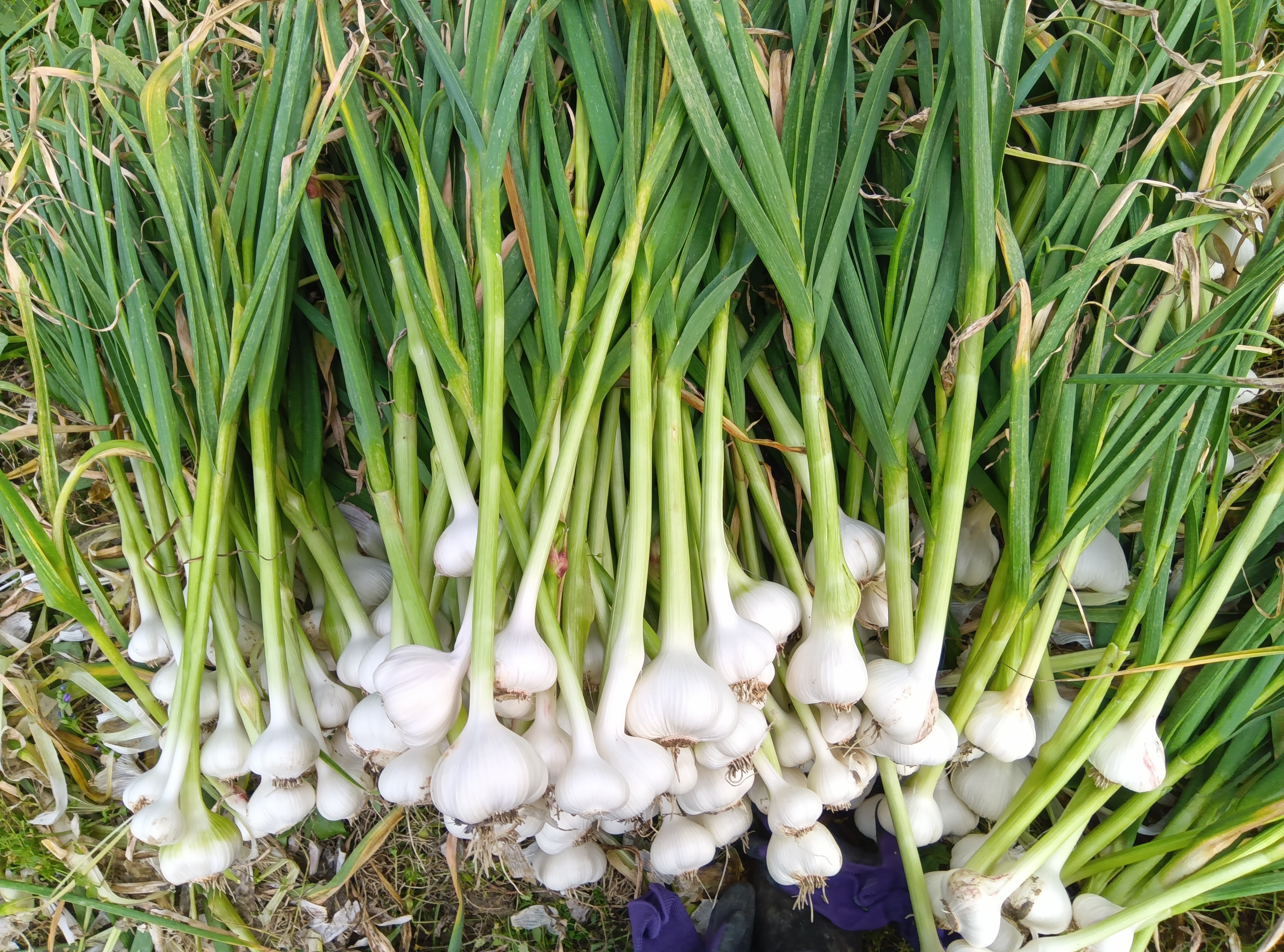 にんにく 自然栽培、農薬肥料不使用、自家採種｜にんにくの商品