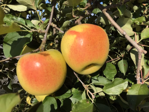 【訳あり】展伸園のぐんま名月