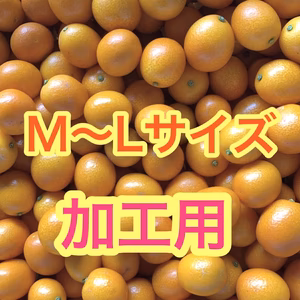 ☆加工用　完熟きんかんM〜L以上サイズ　3kg