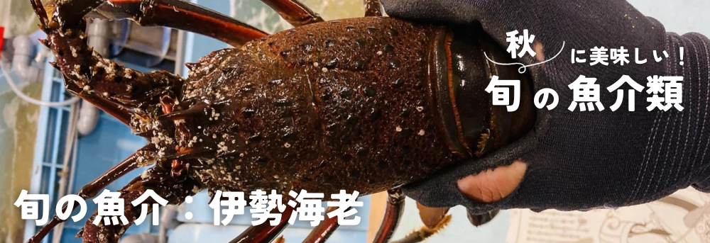 秋の旬 魚介類 伊勢海老