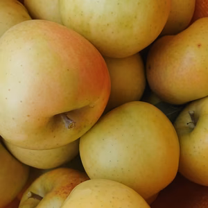 ※ギッシリシリーズ トキめく味わいリンゴ(トキ)