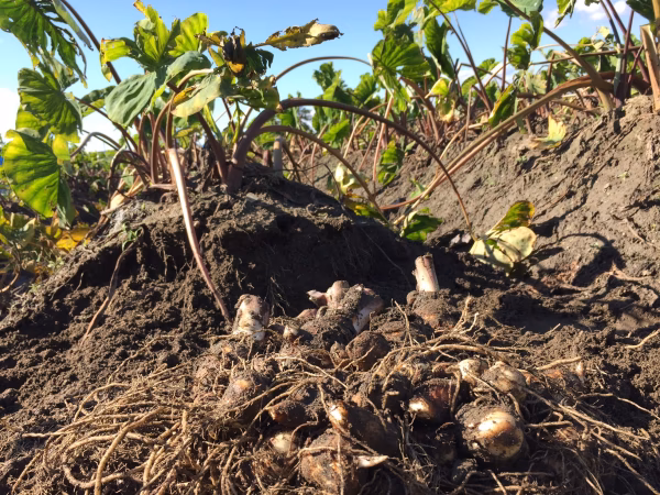 数量限定早い者勝ち！調理も簡単なきぬかつぎで！伝統的京野菜 海老芋 孫芋バラ2㎏