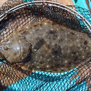 6月3日・朝獲れ！！　☆唐津産・天然平目☆
