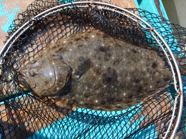 6月3日・朝獲れ！！　☆唐津産・天然平目☆
