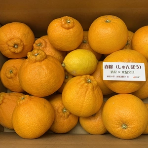春の柑橘セット【春峰& デコ丸（不知火）】4.3kg
