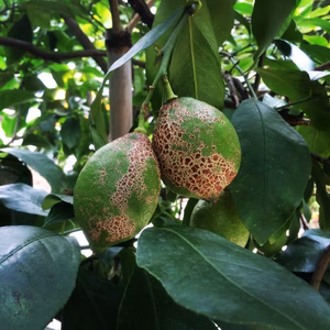 【家庭用】瀬戸内・因島！しまのレモン