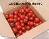 配達日指定OK食べ出したら止まらないおいし～甘～いトマ糖※フルティカ糖度9度以上