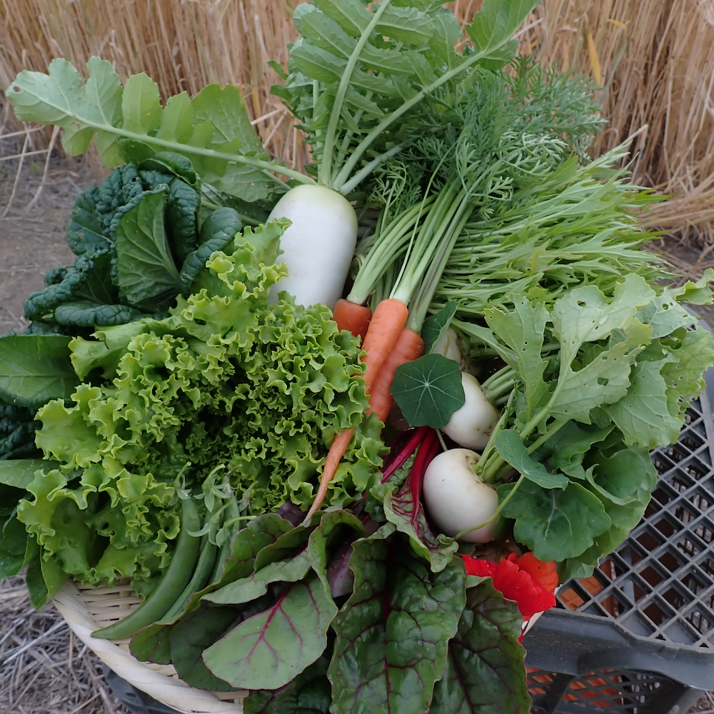 夏野菜 野菜 野菜セット 野菜詰め合わせ 無農薬 北海道 スナップ