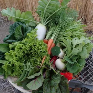 無農薬野菜セット