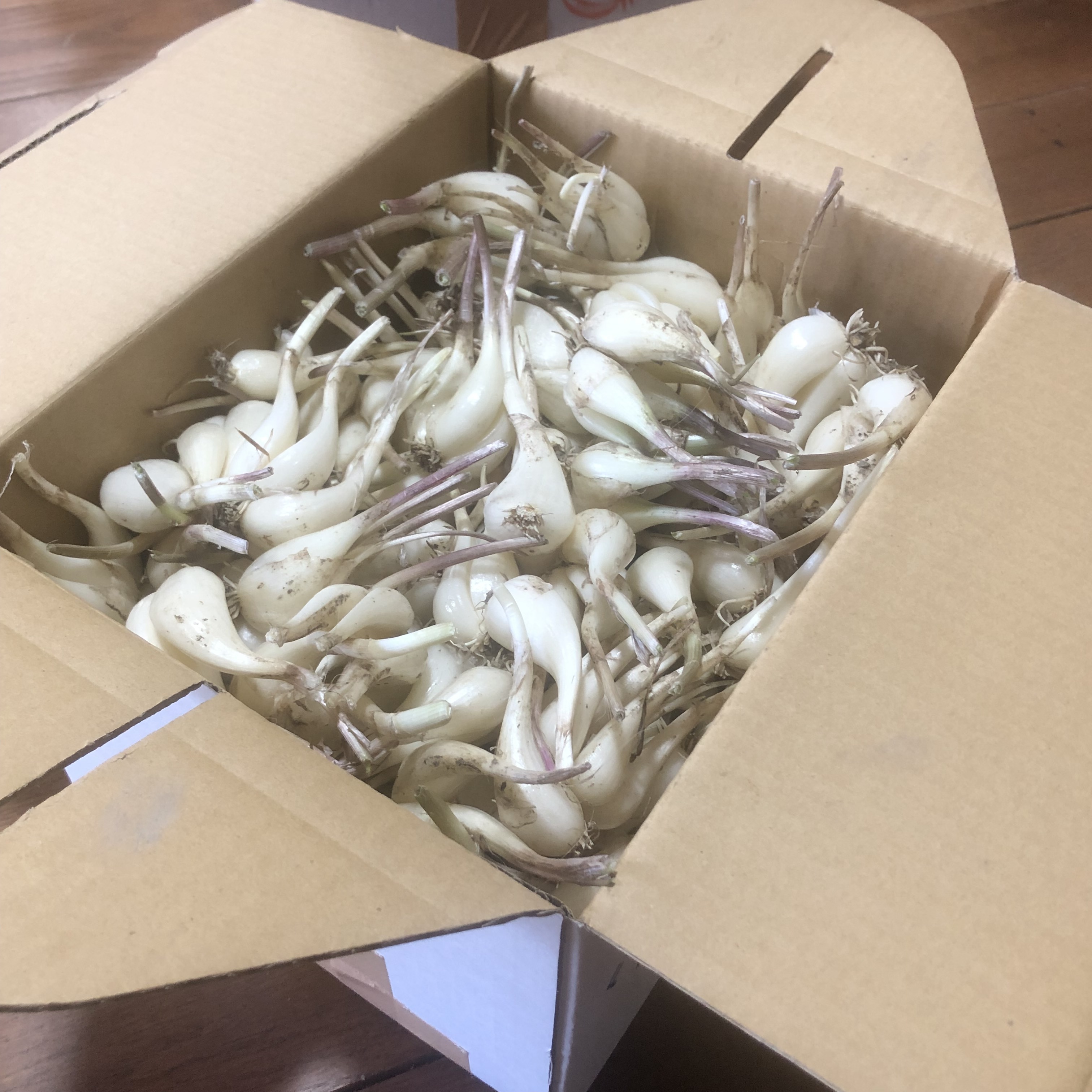 らっきょうの通販・お取り寄せ商品｜野菜｜ポケットマルシェ｜産地直送