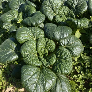 宮城より大根やカブ、ネギ、雪菜など5種以上の秋野菜セット