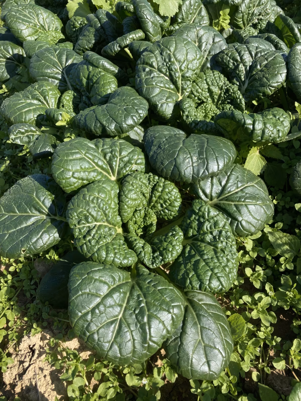 宮城より雪菜や芽キャベツ、春立菜、ルタバガなど5種以上の冬野菜セット