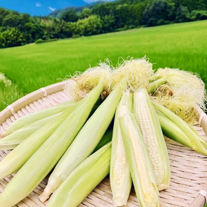 甘くてジューシー！おおふくのヤングコーン　京都府産無農薬有機肥料