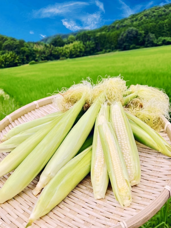 甘くてジューシー！おおふくのヤングコーン　京都府産無農薬有機肥料