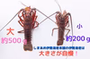 年末年始ギフト｜長崎五島産・活伊勢エビ2〜3匹入り（約1kg）活きたまま伊勢海老